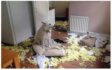 為什么不買保險(xiǎn)就不讓養(yǎng)狗？