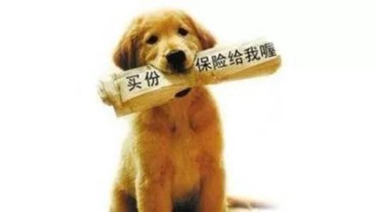 寵物保險怎么挑選？有寵物的你確定不了解一下？