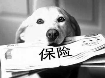 寵物保險怎么挑選？有寵物的你確定不了解一下？